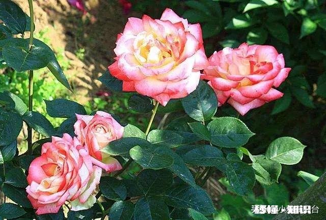 月季花枝干枯了怎么办