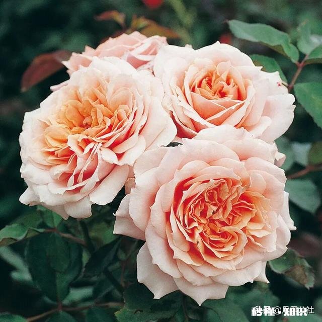 月季花枝干枯了怎么办