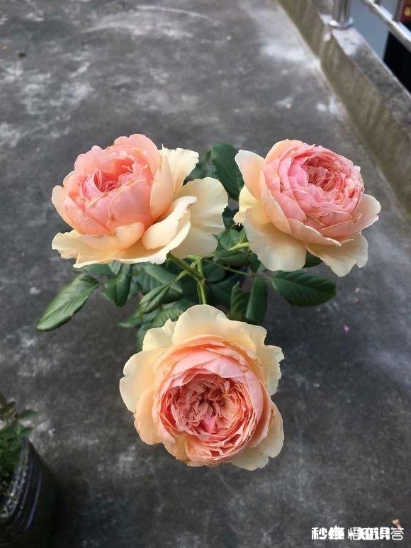 月季花枝干枯了怎么办