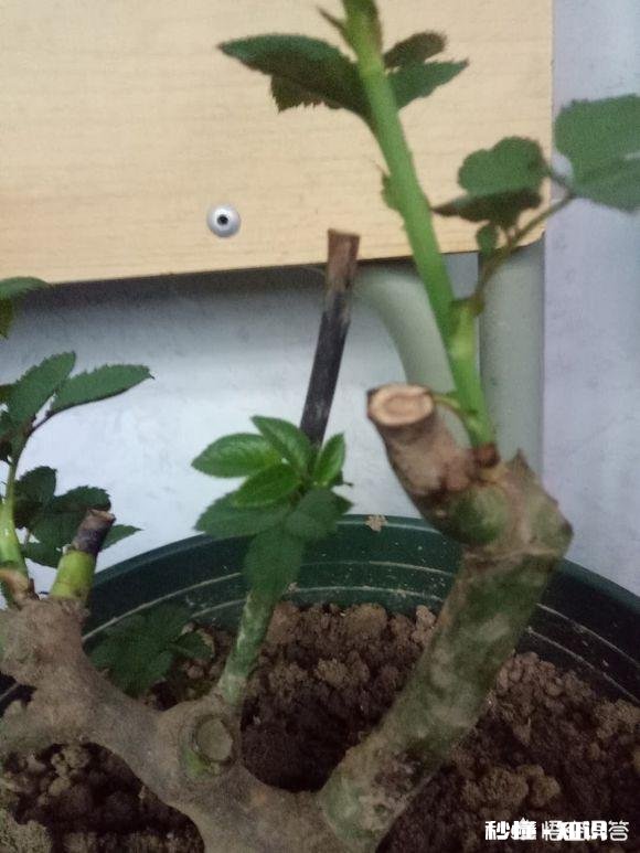 月季花枝干枯了怎么办