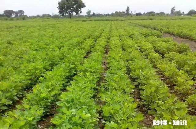 5月14号后种花生还行吗