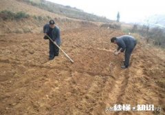 5月14号后种花生还行吗