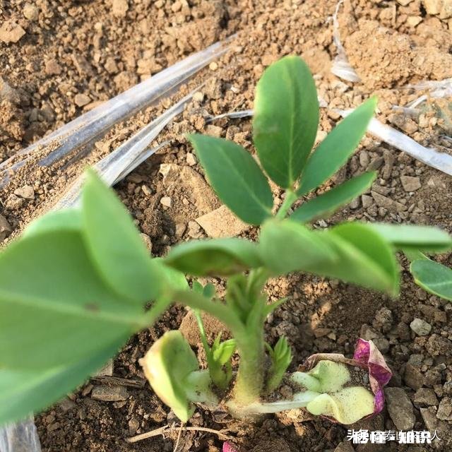 5月14号后种花生还行吗