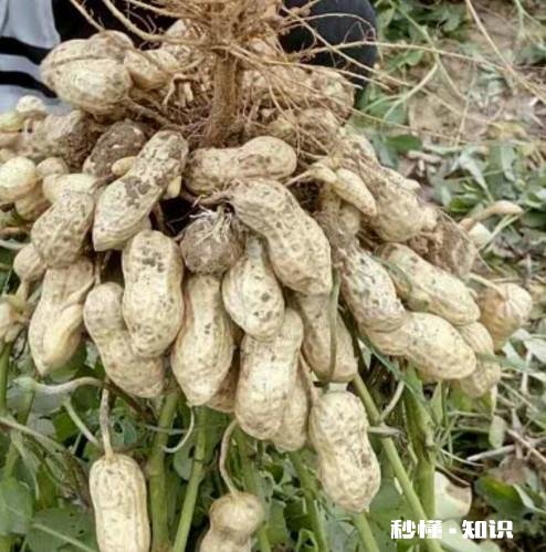 5月14号后种花生还行吗