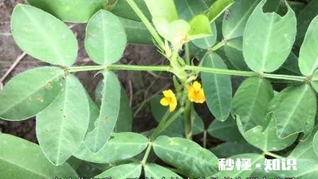 5月14号后种花生还行吗