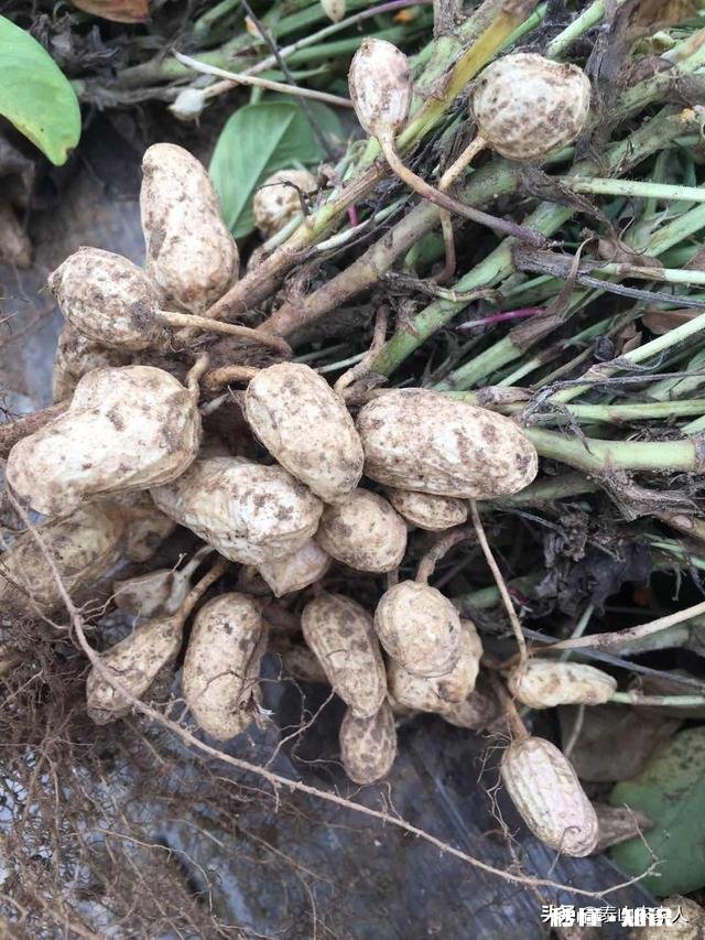 5月14号后种花生还行吗