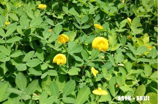 5月14号后种花生还行吗