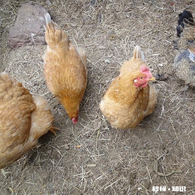 养殖协会跟养殖合作社有什么区别