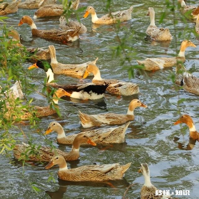 养殖协会跟养殖合作社有什么区别