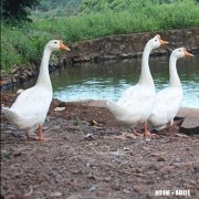 养殖协会跟养殖合作社有什么区别