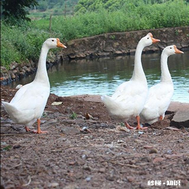 养殖协会跟养殖合作社有什么区别