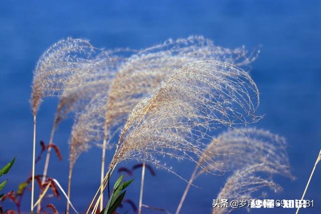 佳能70-200搭配佳能80D效果如何