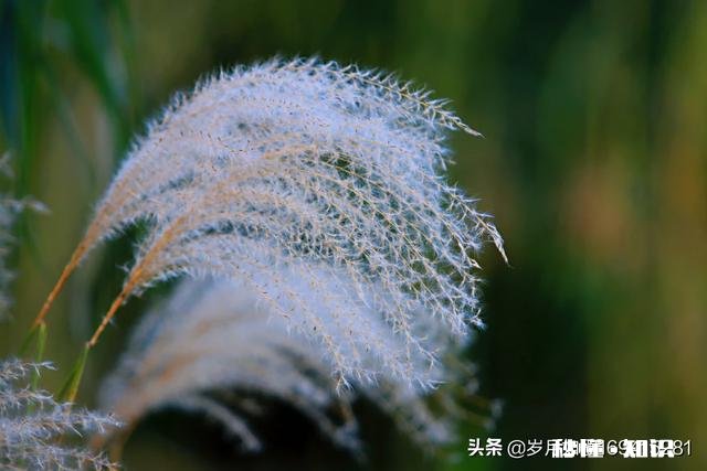 佳能70-200搭配佳能80D效果如何