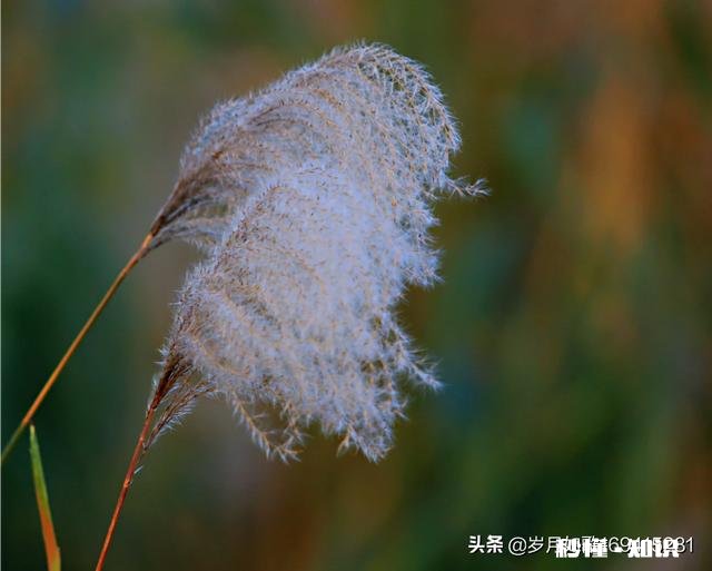 佳能70-200搭配佳能80D效果如何