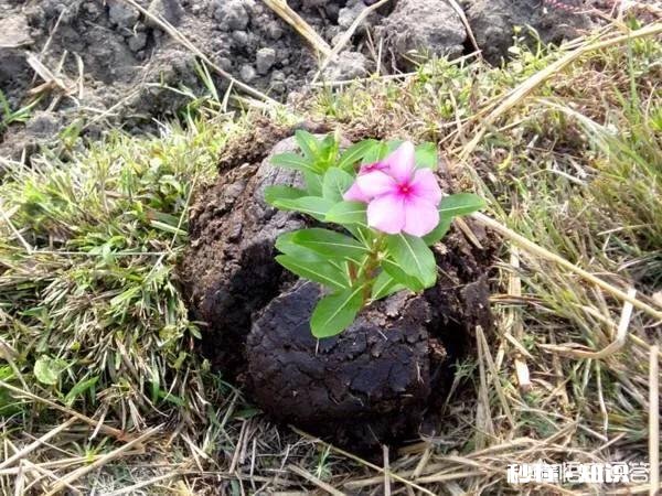 生牛粪发酵前有很多蛆虫怎么办