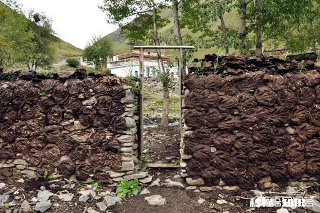 生牛粪发酵前有很多蛆虫怎么办