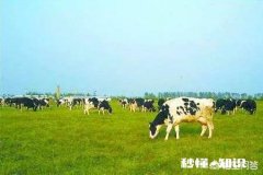 生牛粪发酵前有很多蛆虫怎么办