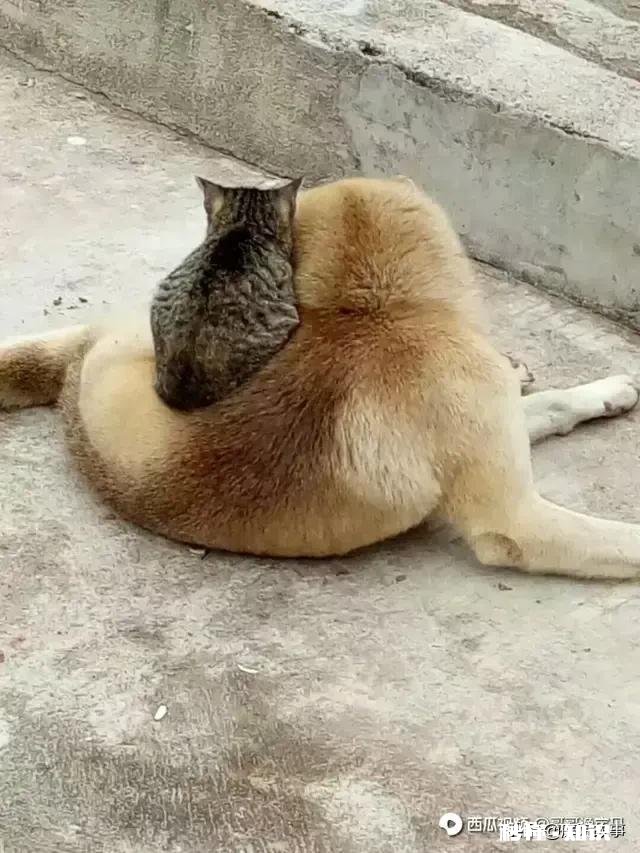 同比暴跌98%，中国瓷砖全面退出美国市场。怎么回事