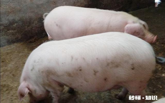 受非洲猪瘟和国际疫情的影响,感觉猪肉价格一直不低,啥时候价格回落