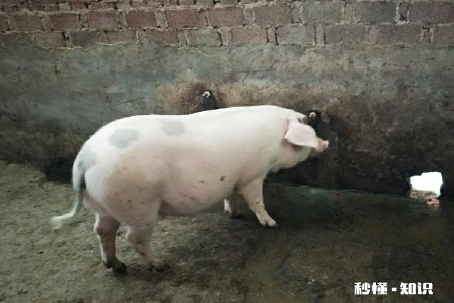 受非洲猪瘟和国际疫情的影响,感觉猪肉价格一直不低,啥时候价格回落