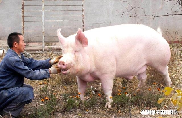 受非洲猪瘟和国际疫情的影响,感觉猪肉价格一直不低,啥时候价格回落