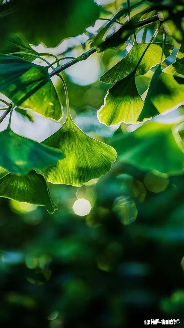 你们新手期大概每天多少推荐量和播放量