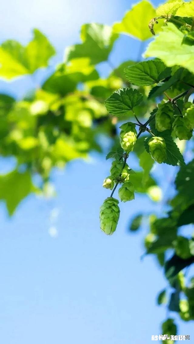 你们新手期大概每天多少推荐量和播放量