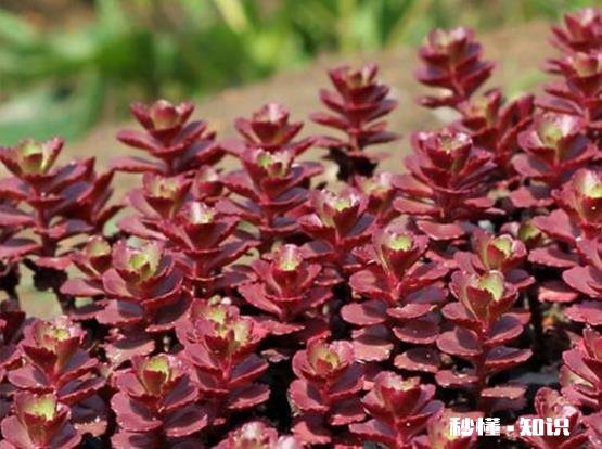 陕西省宝鸡地区养殖绿植应该如何做