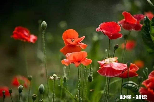 陕西省宝鸡地区养殖绿植应该如何做