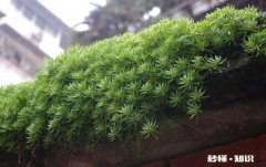 陕西省宝鸡地区养殖绿植应该如何做