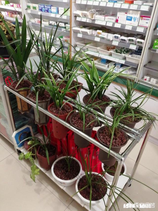 请问在东北黑龙江省种植兰花用什么植料最好多久浇一次