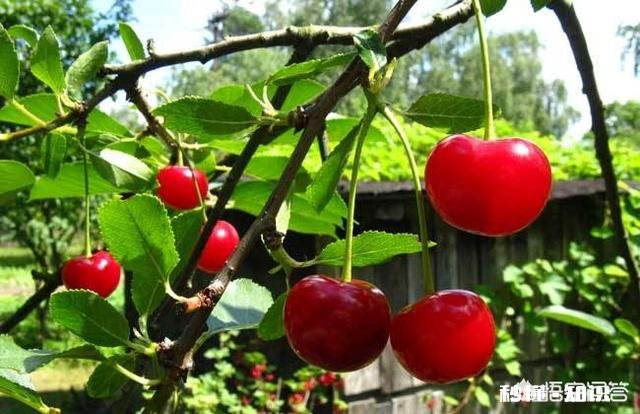 樱桃树叶太多怎么办