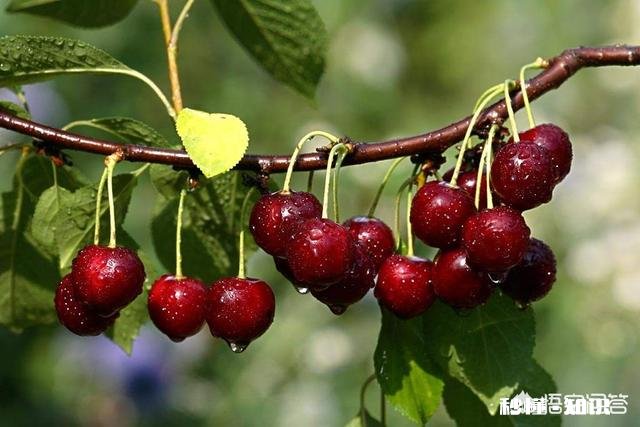 樱桃树叶太多怎么办