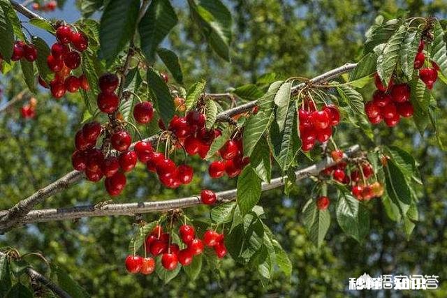 樱桃树叶太多怎么办