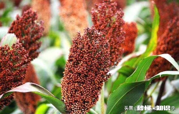 好一些的粮食酒，大家有什么推荐呢为什么