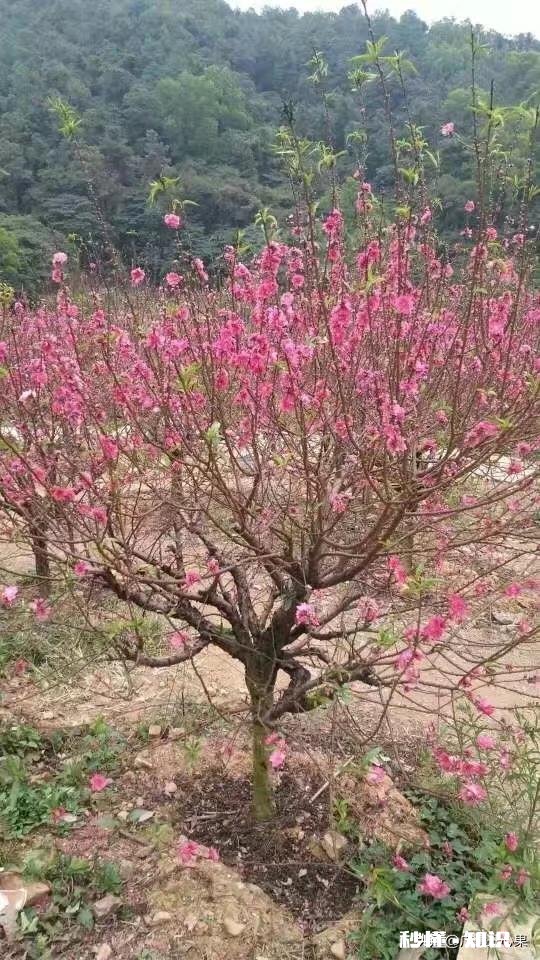 乡下的田土适合种植花卉吗