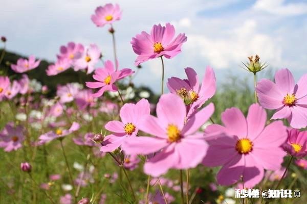 乡下的田土适合种植花卉吗