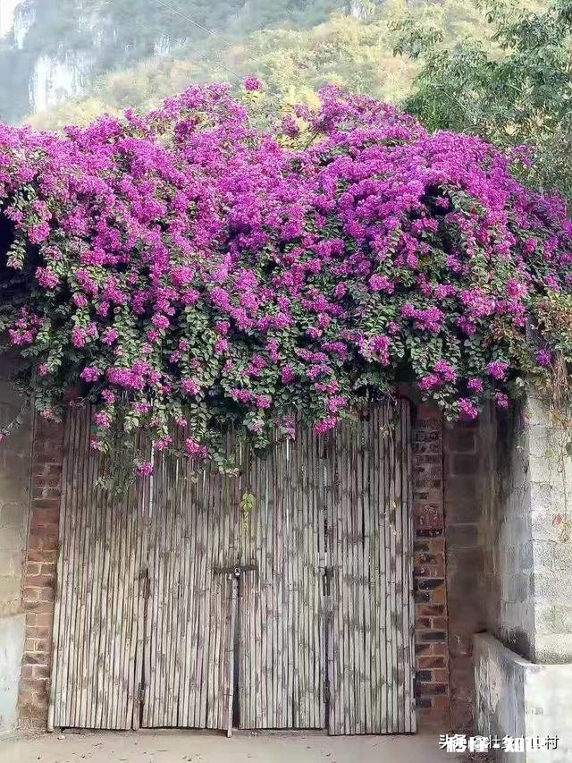 乡下的田土适合种植花卉吗