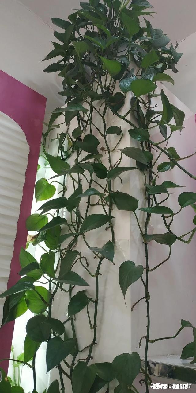 乡下的田土适合种植花卉吗