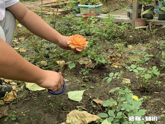 乡下的田土适合种植花卉吗