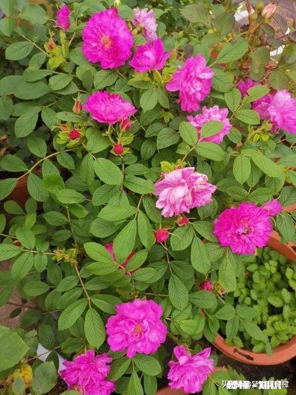 乡下的田土适合种植花卉吗