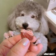 狗的年龄相当于人类多少岁