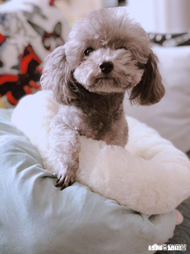 狗的年龄相当于人类多少岁