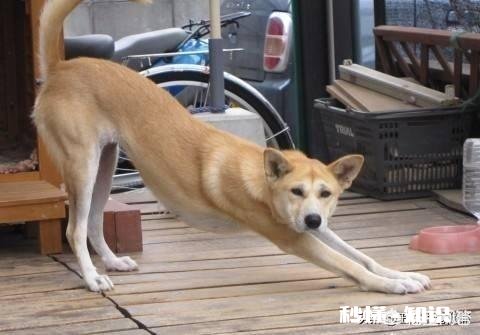 狗的年龄相当于人类多少岁