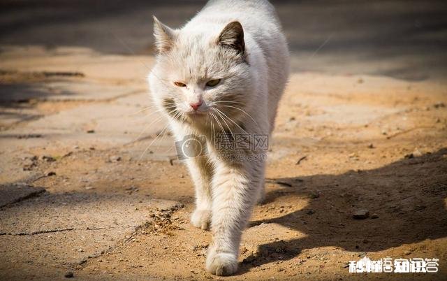 为什么流浪猫很少和人类接触