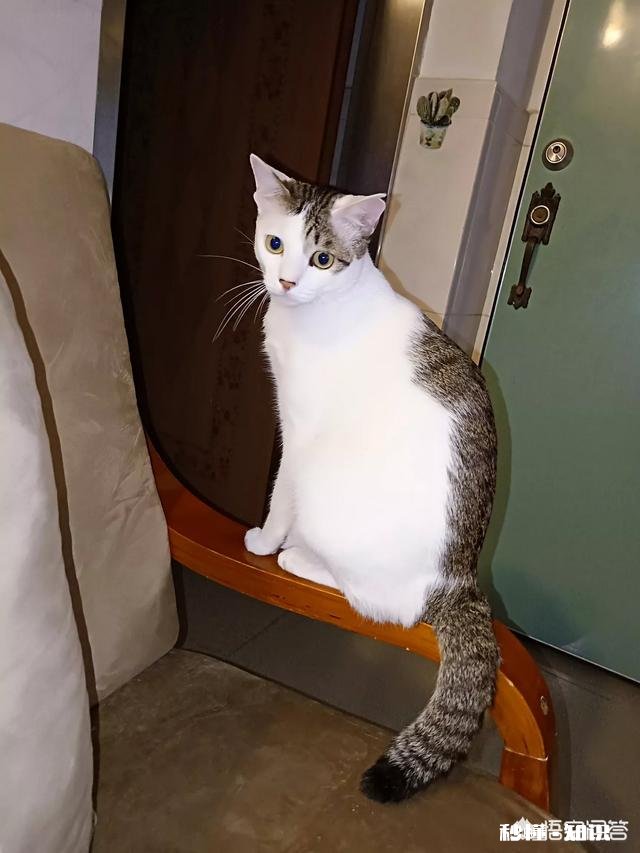 为什么流浪猫很少和人类接触