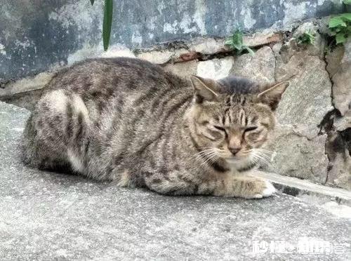 为什么流浪猫很少和人类接触