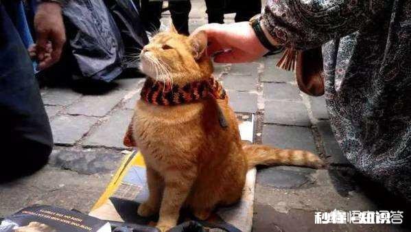 为什么流浪猫很少和人类接触