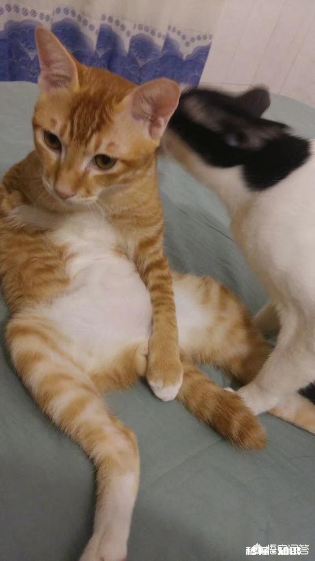 为什么流浪猫很少和人类接触