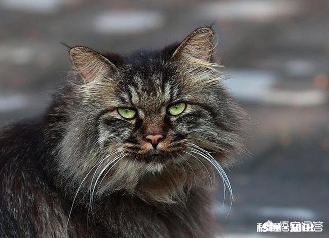 为什么流浪猫很少和人类接触